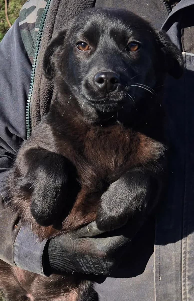 Negrita,  Mixed Breed for adoption at Bogáncs Kutya- és Kisállatotthon Alapítvány