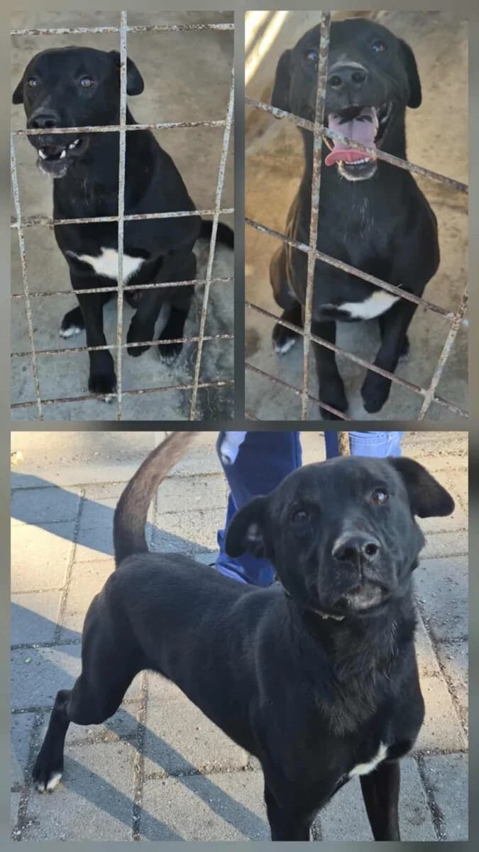 Shield,  Mixed Breed for adoption at Bogáncs Kutya- és Kisállatotthon Alapítvány
