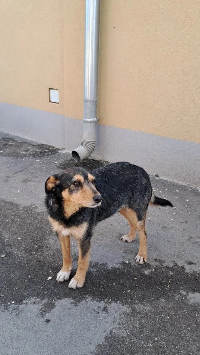 Loxi,  Mixed Breed for adoption at Bogáncs Kutya- és Kisállatotthon Alapítvány