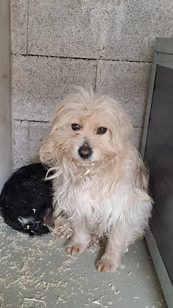 Toffi,  Mixed Breed for adoption at Bogáncs Kutya- és Kisállatotthon Alapítvány