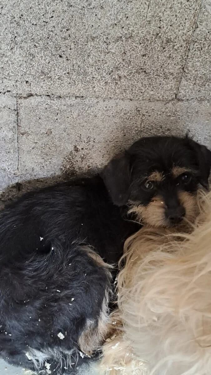 Biggiwi,  Mixed Breed for adoption at Bogáncs Kutya- és Kisállatotthon Alapítvány