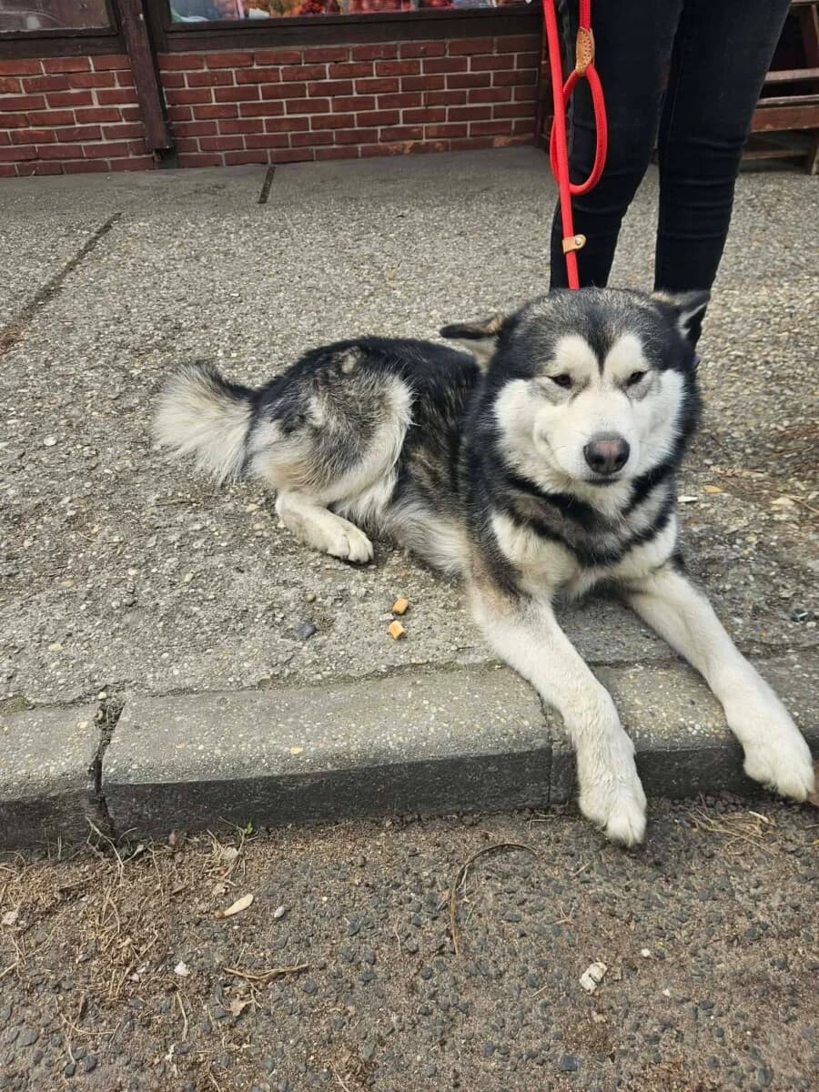 Kenai,  Mixed Breed for adoption at Bogáncs Kutya- és Kisállatotthon Alapítvány