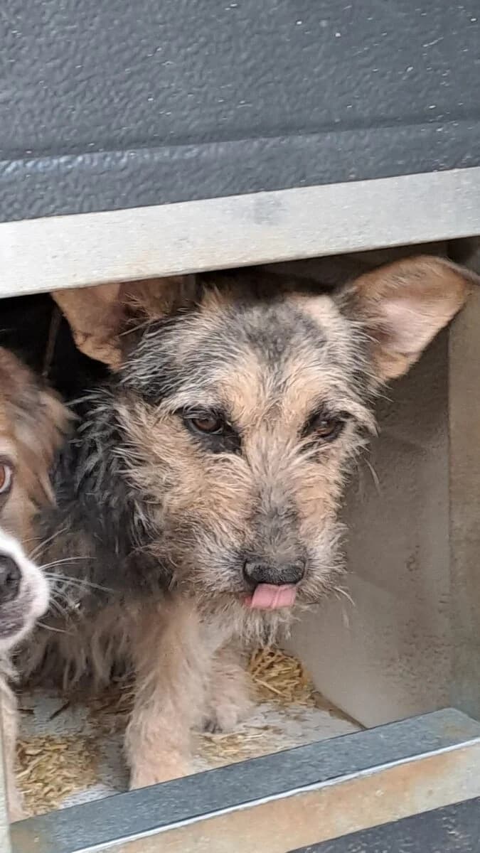 Loril,  Mixed Breed for adoption at Bogáncs Kutya- és Kisállatotthon Alapítvány