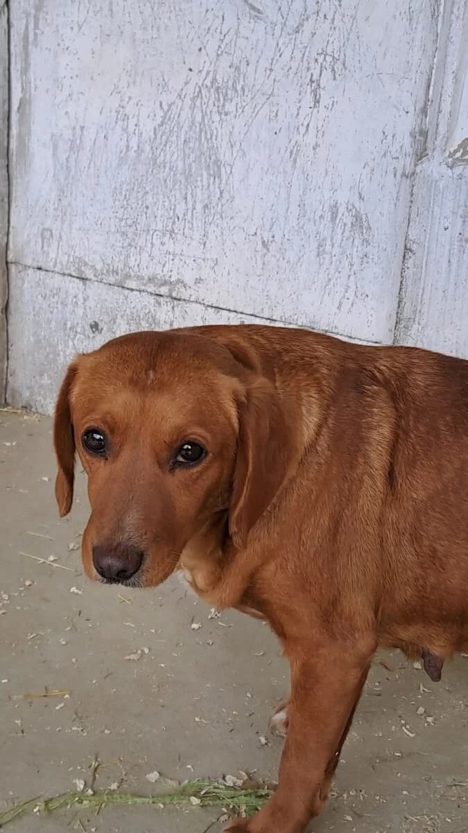 Yvon,  Mixed Breed for adoption at Bogáncs Kutya- és Kisállatotthon Alapítvány