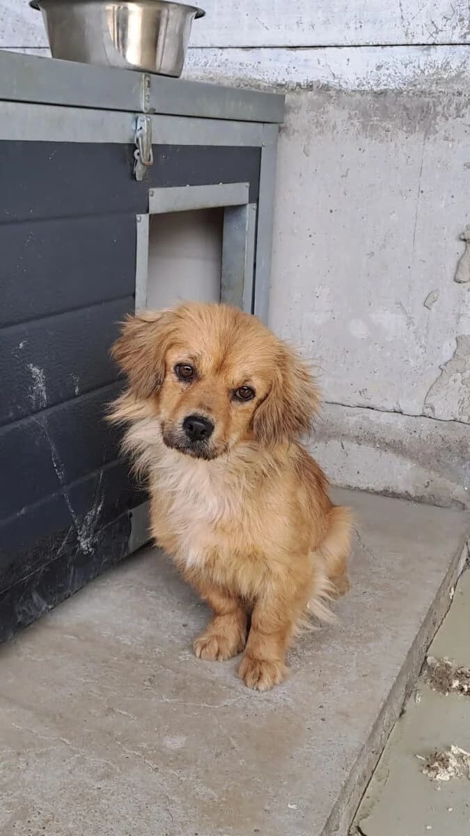Szuflé,  Mixed Breed for adoption at Bogáncs Kutya- és Kisállatotthon Alapítvány