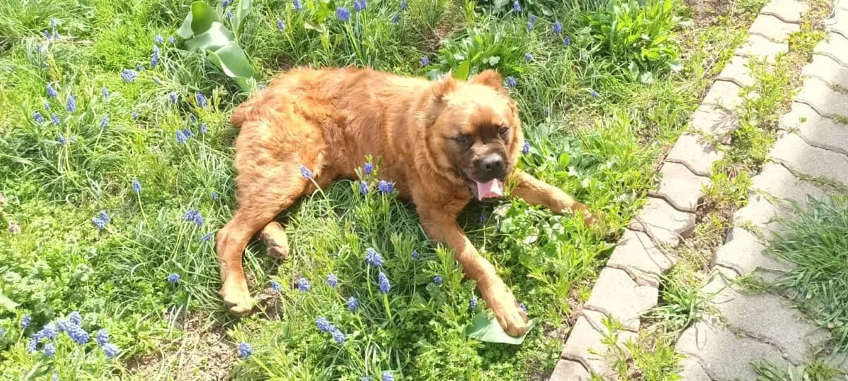 Grinch,  Mixed Breed for adoption at Bogáncs Kutya- és Kisállatotthon Alapítvány
