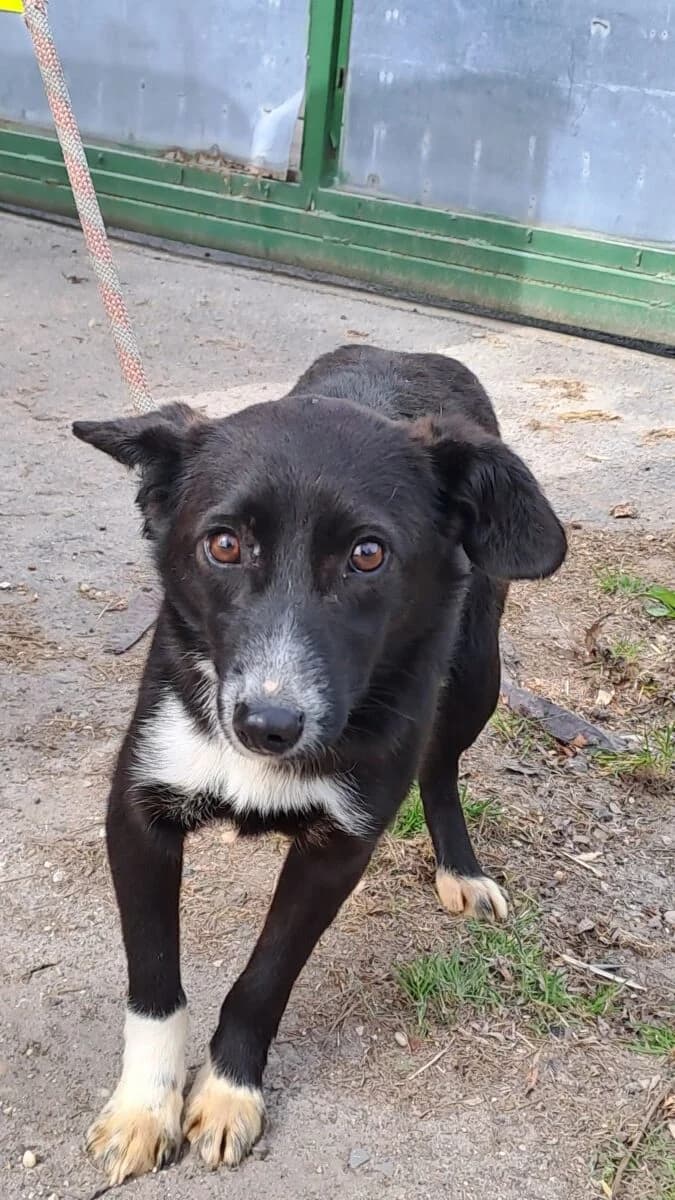 Orsika,  Mixed Breed for adoption at Bogáncs Kutya- és Kisállatotthon Alapítvány