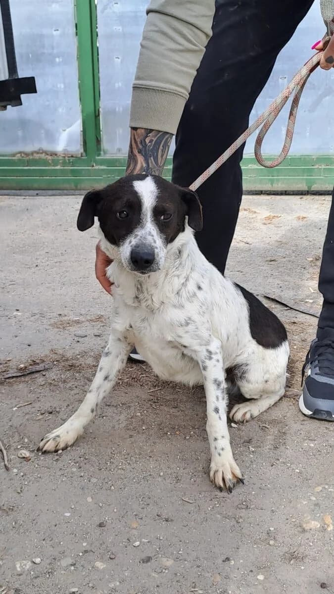 Packer,  Mixed Breed for adoption at Bogáncs Kutya- és Kisállatotthon Alapítvány