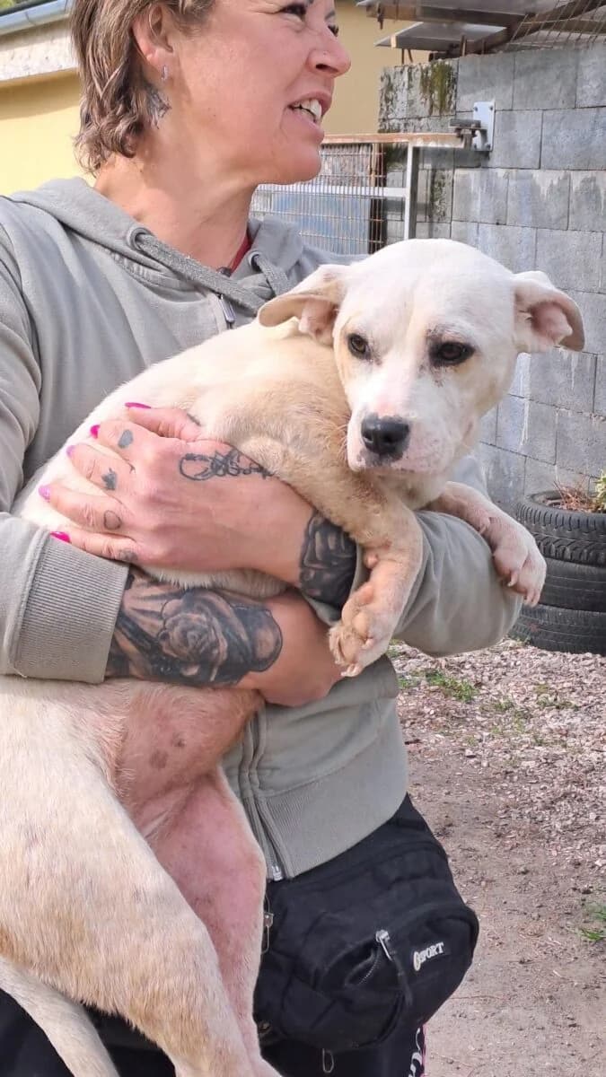 Larina,  Mixed Breed for adoption at Bogáncs Kutya- és Kisállatotthon Alapítvány