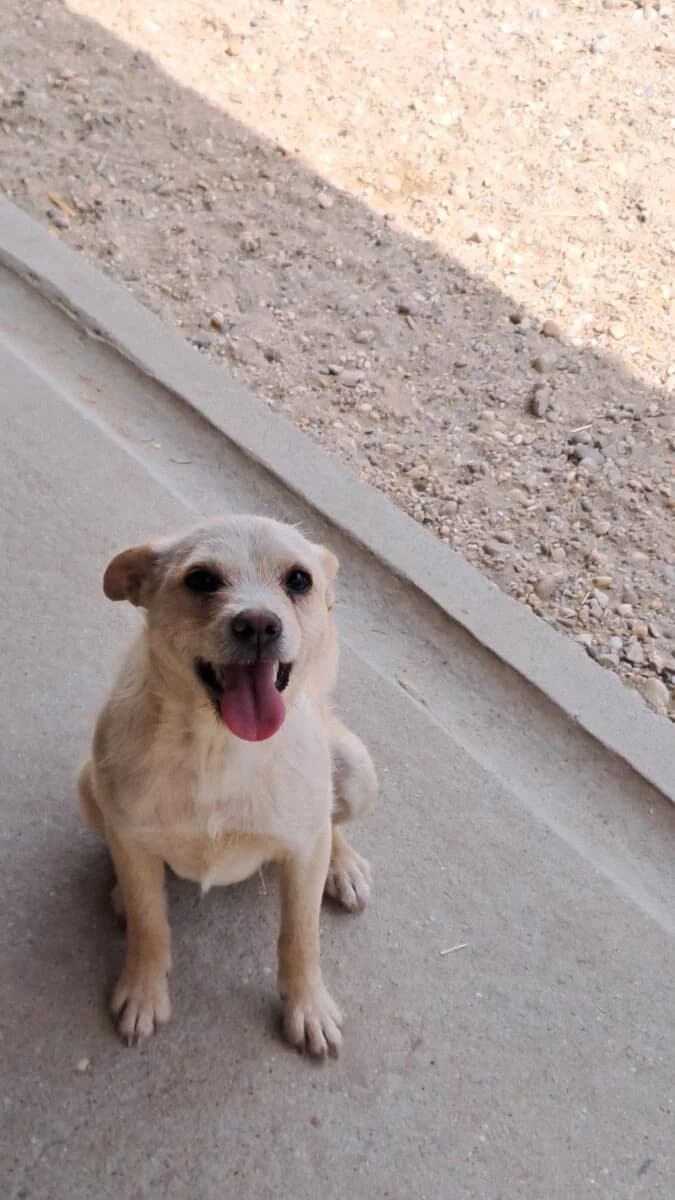 Ferrera,  Mixed Breed for adoption at Bogáncs Kutya- és Kisállatotthon Alapítvány