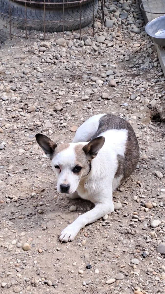 Montana,  Mixed Breed for adoption at Bogáncs Kutya- és Kisállatotthon Alapítvány