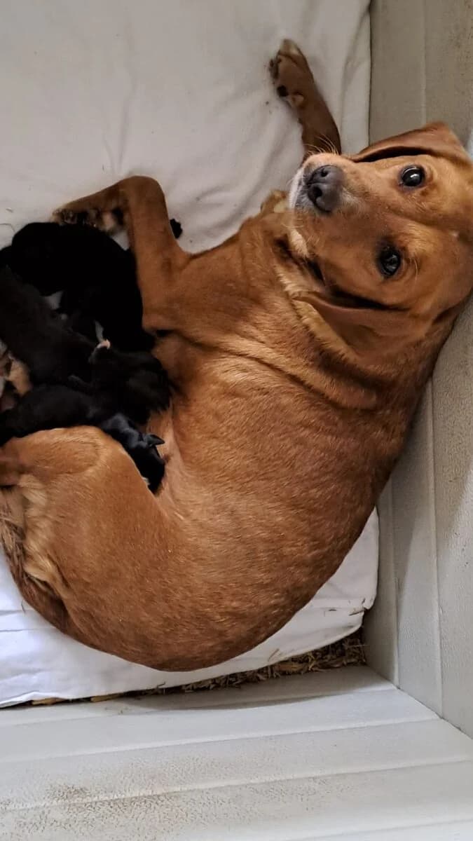 Yvon kölykei,  Mixed Breed for adoption at Bogáncs Kutya- és Kisállatotthon Alapítvány