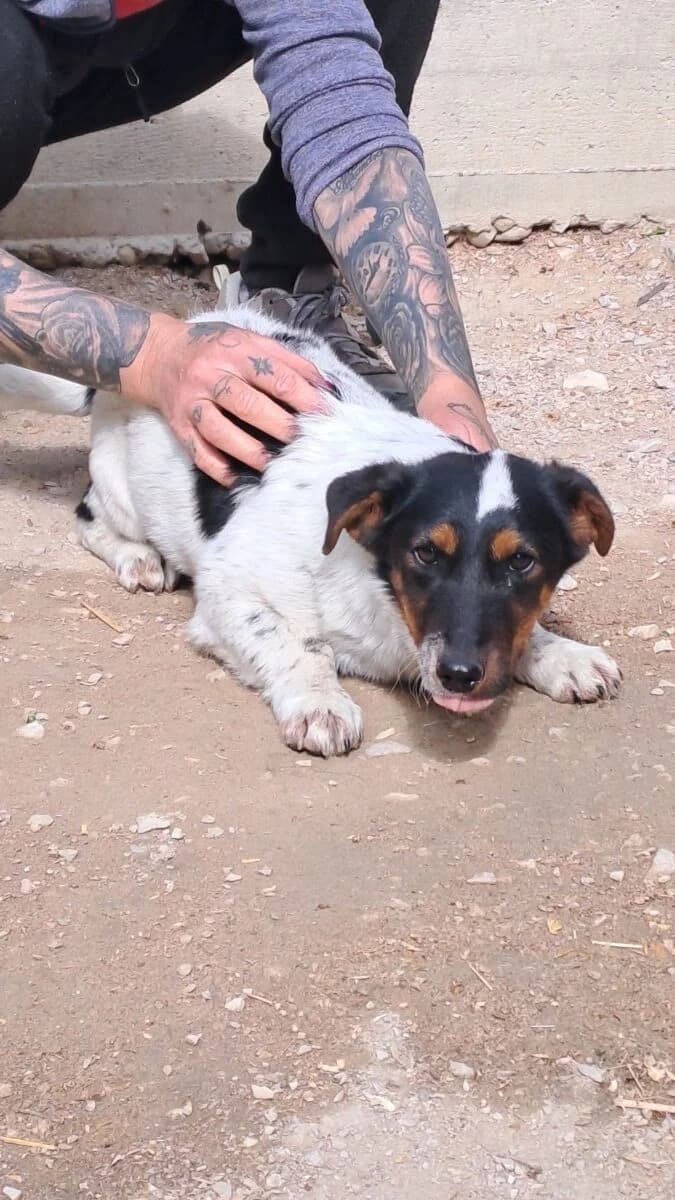 Mote,  Mixed Breed for adoption at Bogáncs Kutya- és Kisállatotthon Alapítvány