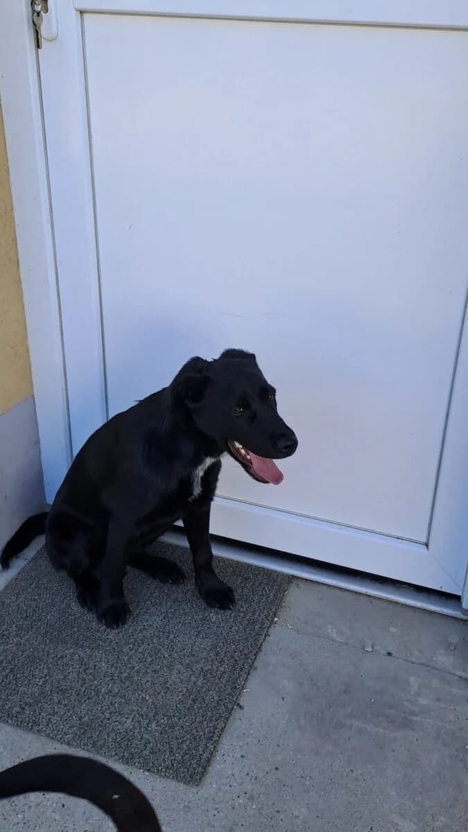 Nuvia,  Mixed Breed for adoption at Bogáncs Kutya- és Kisállatotthon Alapítvány