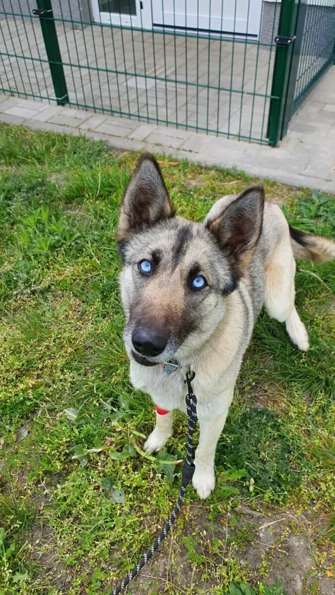 Hillary,  Mixed Breed for adoption at Bogáncs Kutya- és Kisállatotthon Alapítvány
