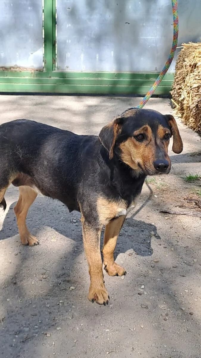 Emőke,  Mixed Breed for adoption at Bogáncs Kutya- és Kisállatotthon Alapítvány