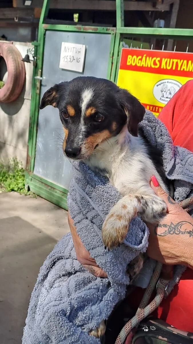 Limen,  Mixed Breed for adoption at Bogáncs Kutya- és Kisállatotthon Alapítvány