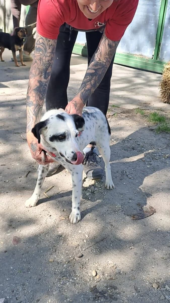 Zimia,  Mixed Breed for adoption at Bogáncs Kutya- és Kisállatotthon Alapítvány