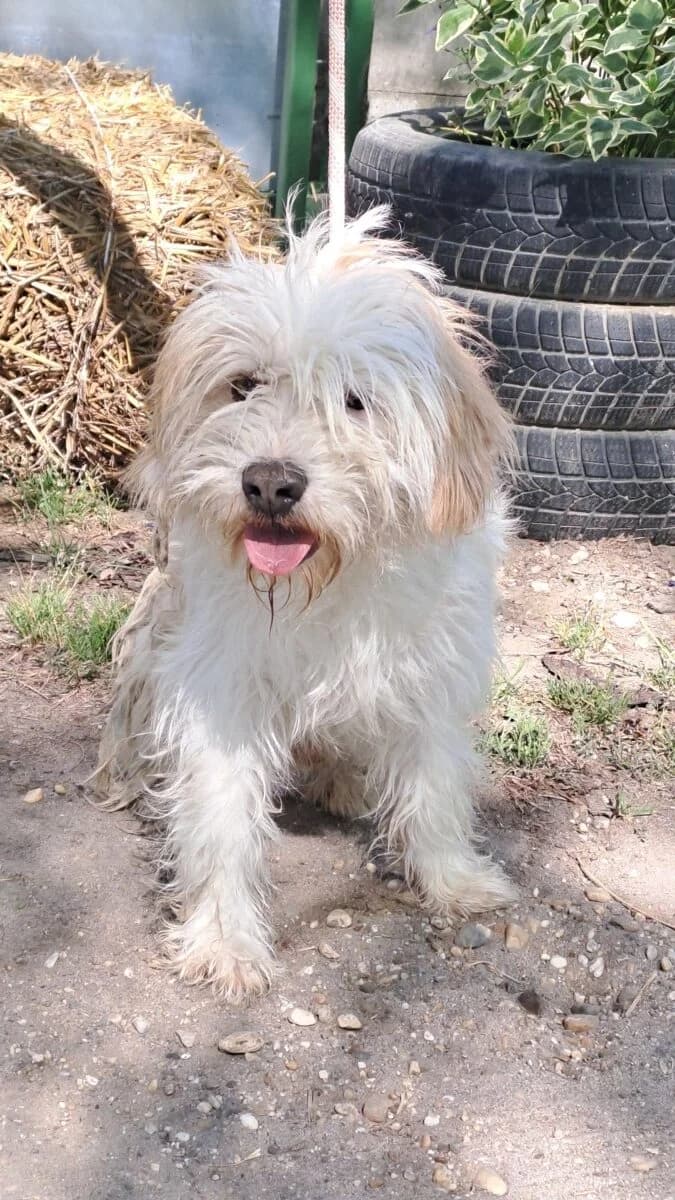Boti, Mixed Breed for adoption at Bogáncs Kutya- és Kisállatotthon Alapítvány