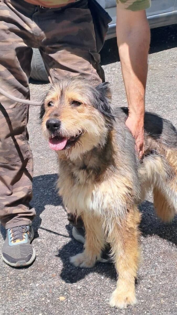 Nuga, Mixed Breed for adoption at Bogáncs Kutya- és Kisállatotthon Alapítvány