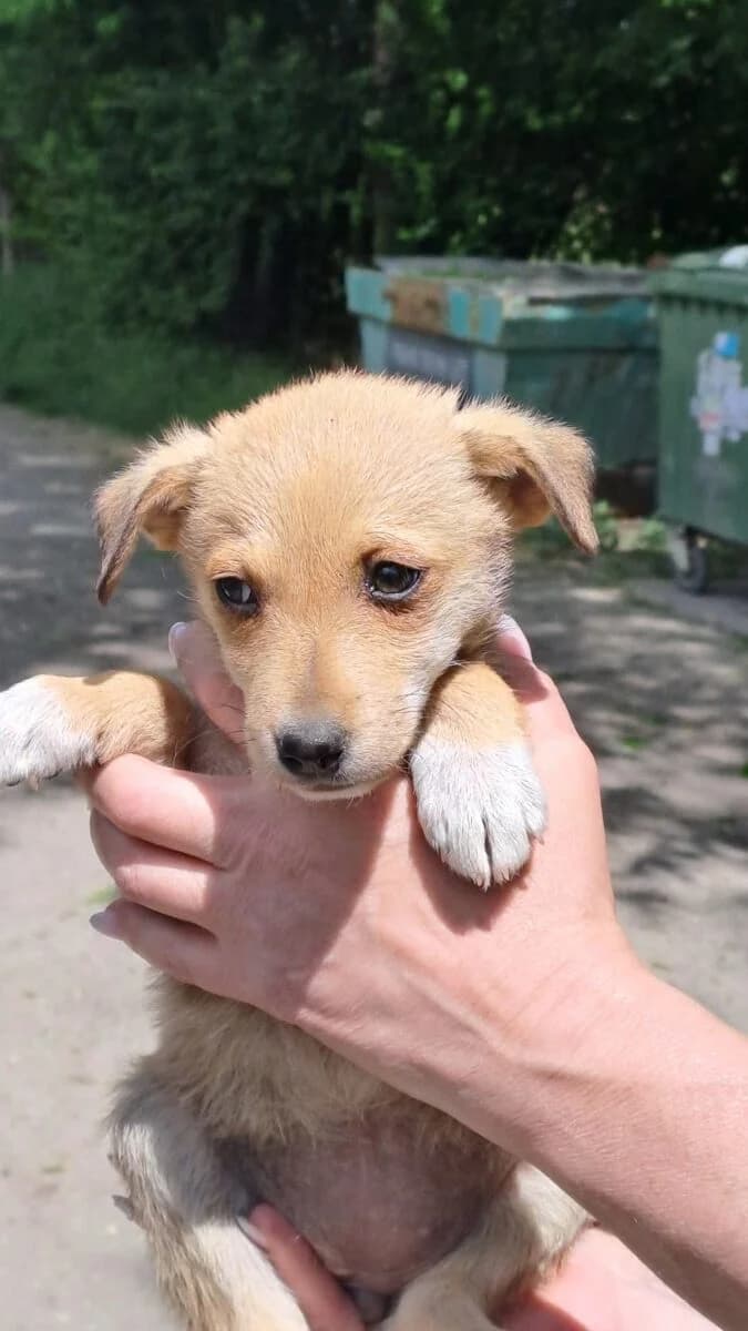 Majoros kislány 4, Mixed Breed for adoption at Bogáncs Kutya- és Kisállatotthon Alapítvány