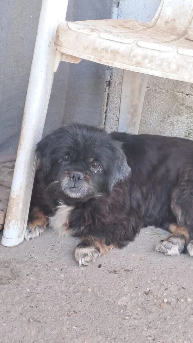 Demóna, Mixed Breed for adoption at Bogáncs Kutya- és Kisállatotthon Alapítvány