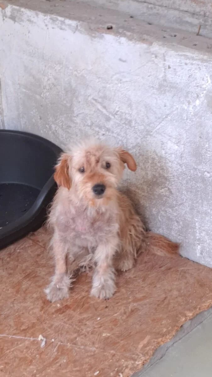Fruzsi, Mixed Breed for adoption at Bogáncs Kutya- és Kisállatotthon Alapítvány