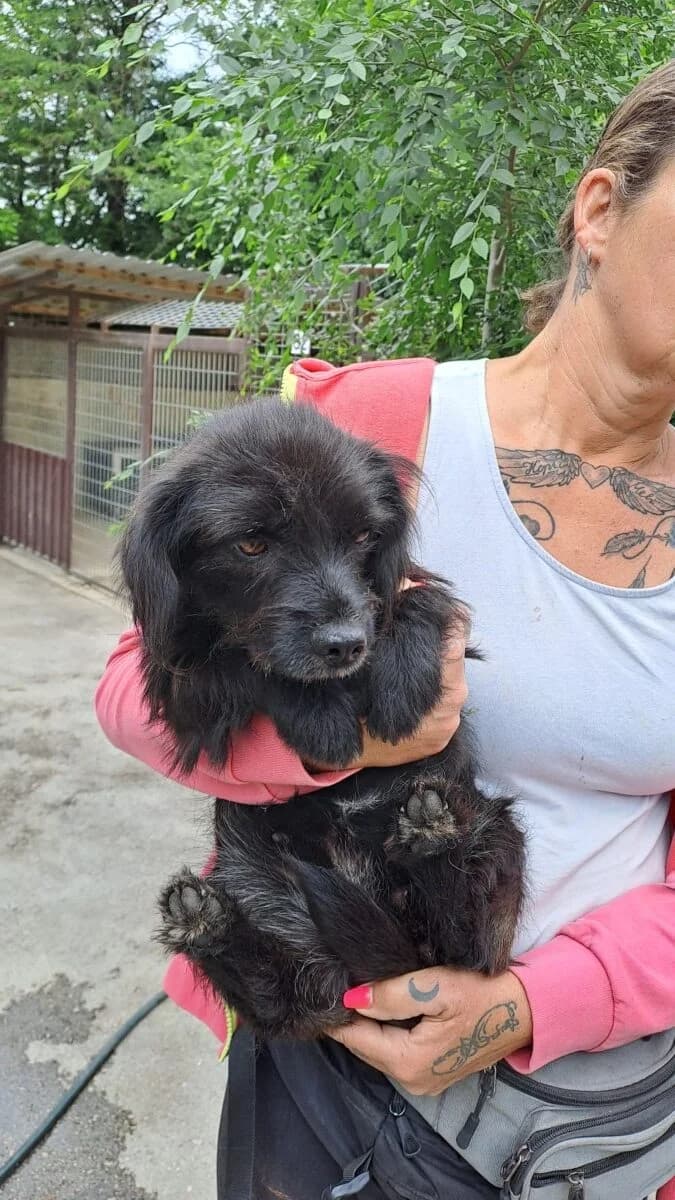 Evelin, Mixed Breed for adoption at Bogáncs Kutya- és Kisállatotthon Alapítvány