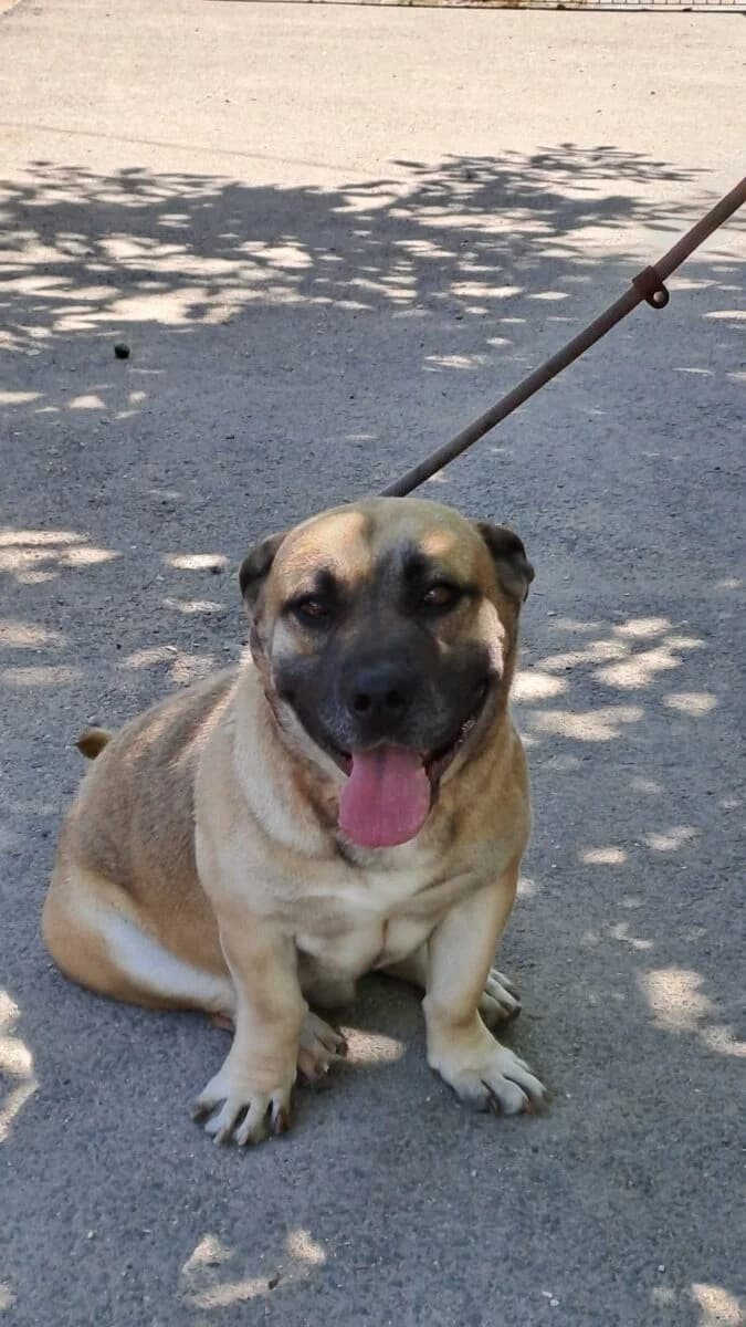 Gazsó 88/2026,  Mixed Breed for adoption at Bogáncs Kutya- és Kisállatotthon Alapítvány