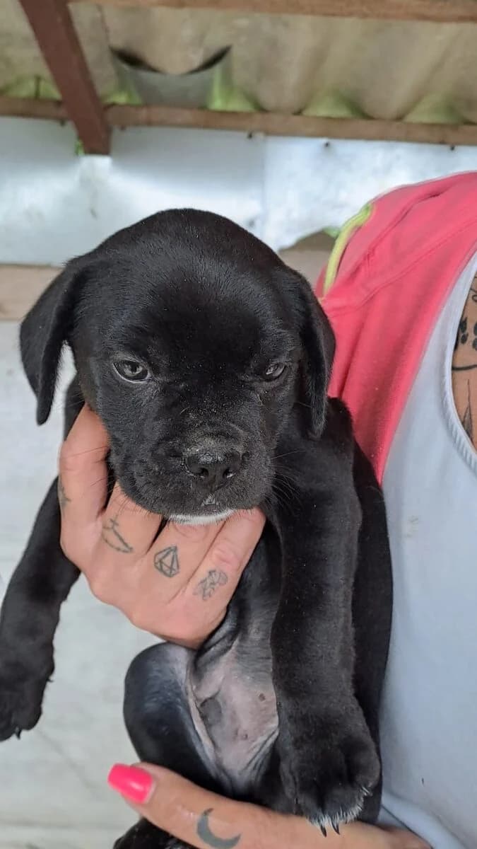 Y kisfiú 1,  Mixed Breed for adoption at Bogáncs Kutya- és Kisállatotthon Alapítvány