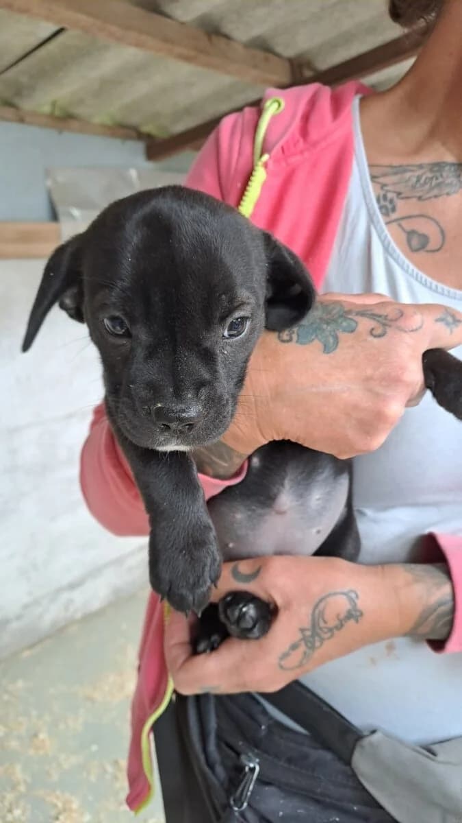 Y kislány 1,  Mixed Breed for adoption at Bogáncs Kutya- és Kisállatotthon Alapítvány