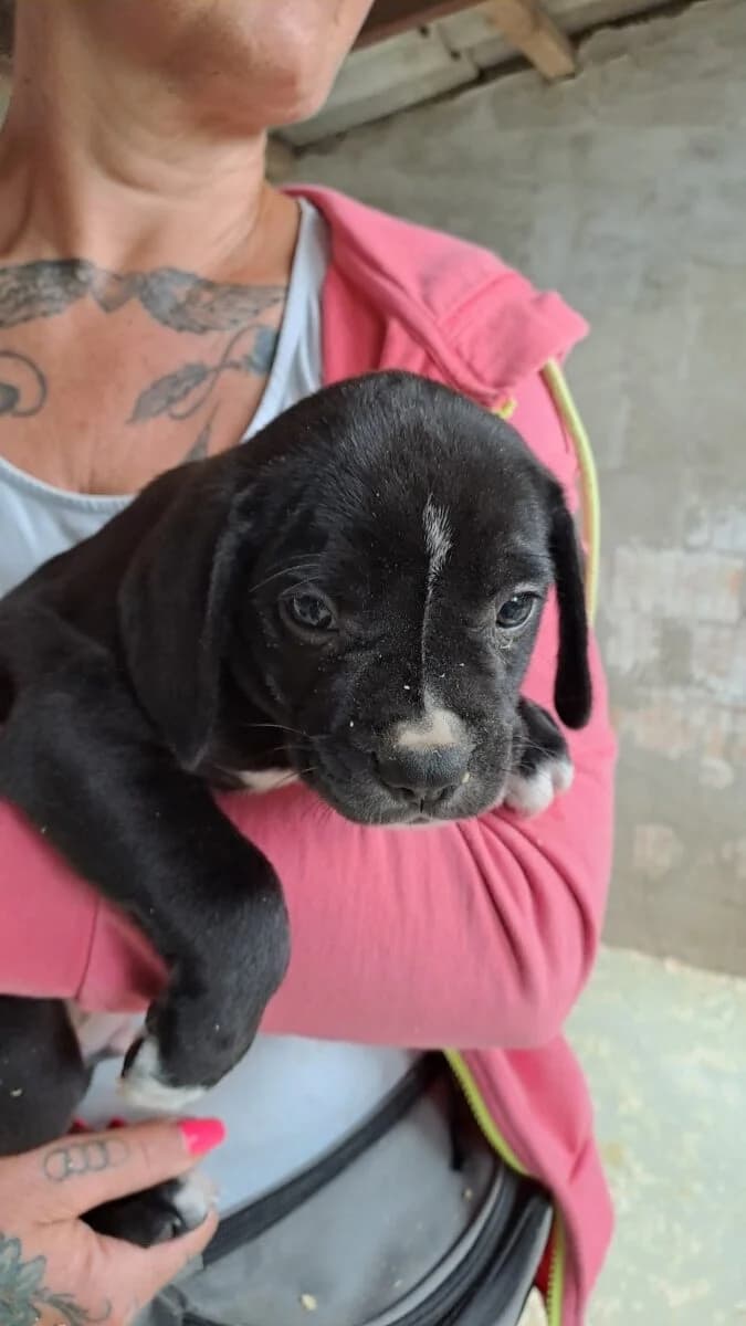 Y kisfiú 2,  Mixed Breed for adoption at Bogáncs Kutya- és Kisállatotthon Alapítvány