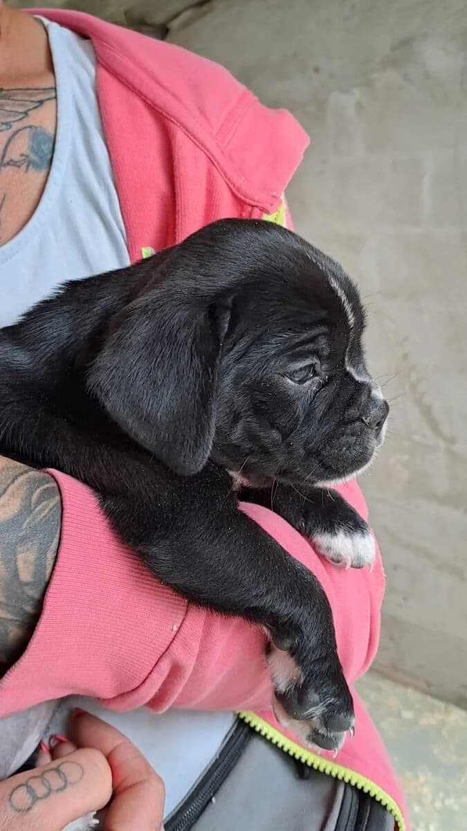 Y kislány 2,  Mixed Breed for adoption at Bogáncs Kutya- és Kisállatotthon Alapítvány