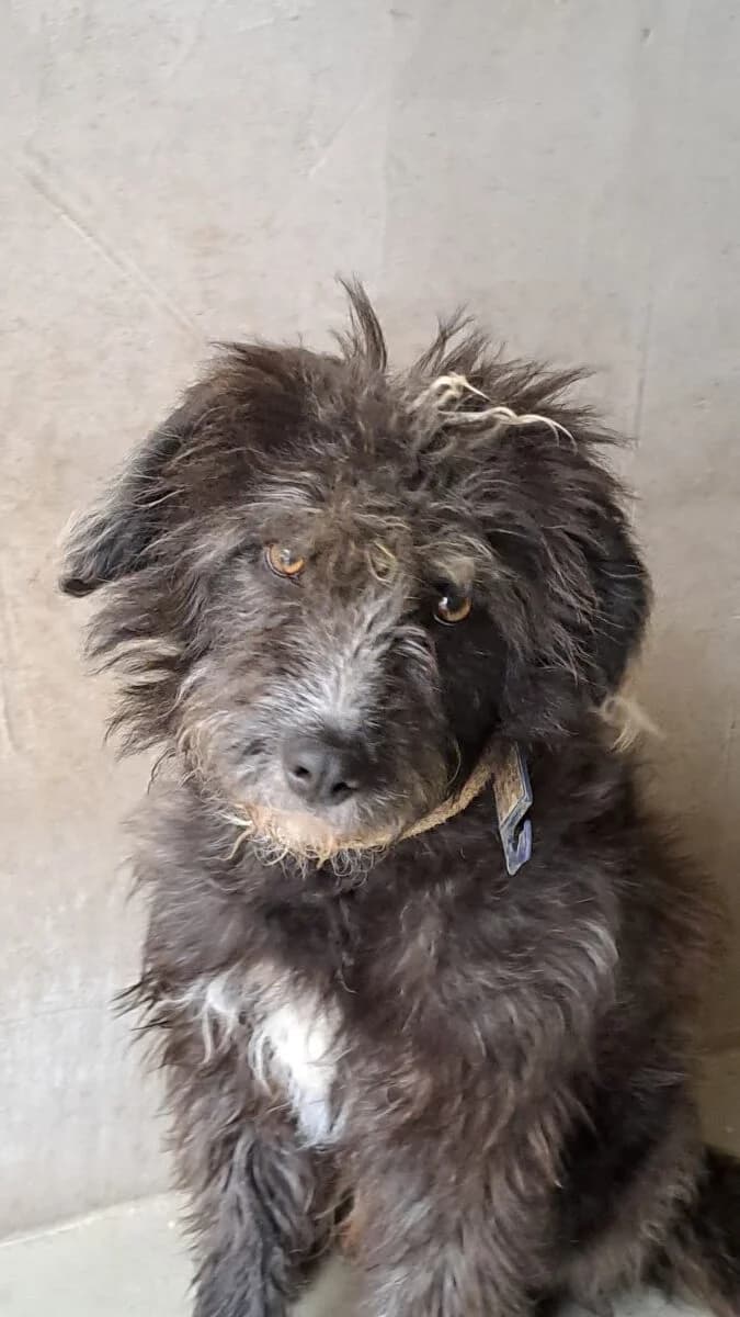 Marco Polo 100/2026,  Mixed Breed for adoption at Bogáncs Kutya- és Kisállatotthon Alapítvány