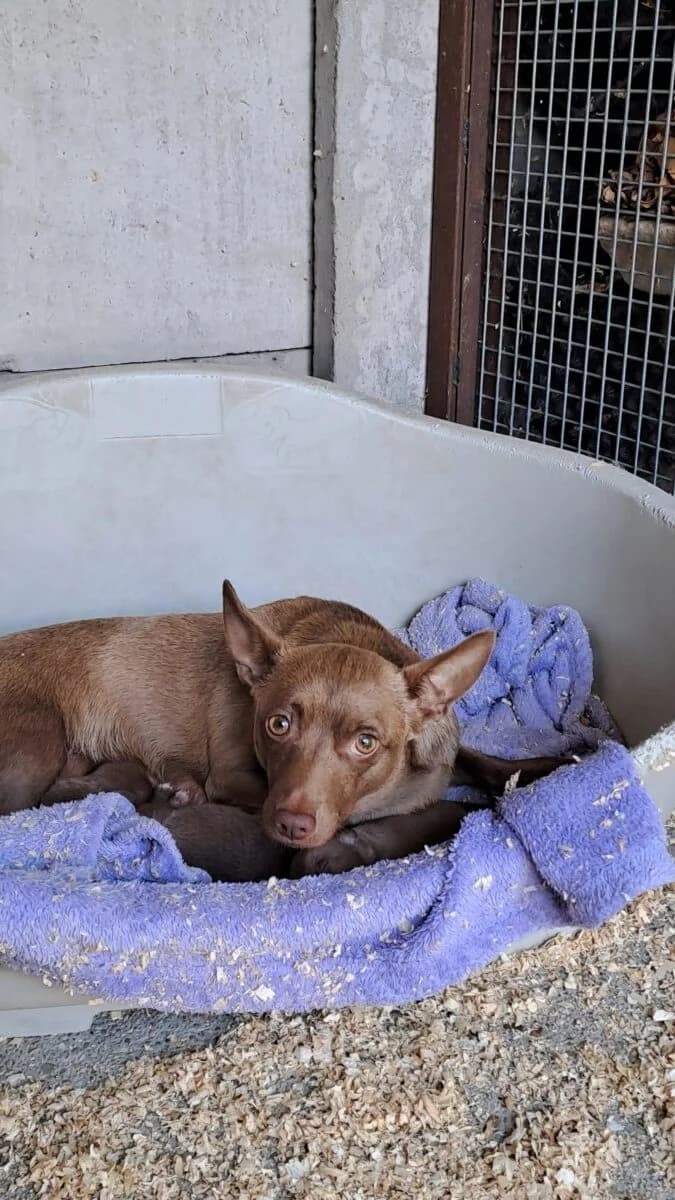 Noisy,  Mixed Breed for adoption at Bogáncs Kutya- és Kisállatotthon Alapítvány