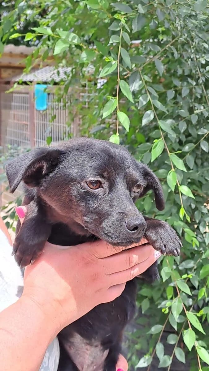 Chocome,  Mixed Breed for adoption at Bogáncs Kutya- és Kisállatotthon Alapítvány