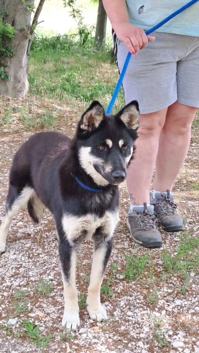 Shiloh,  Mixed Breed for adoption at Bogáncs Kutya- és Kisállatotthon Alapítvány