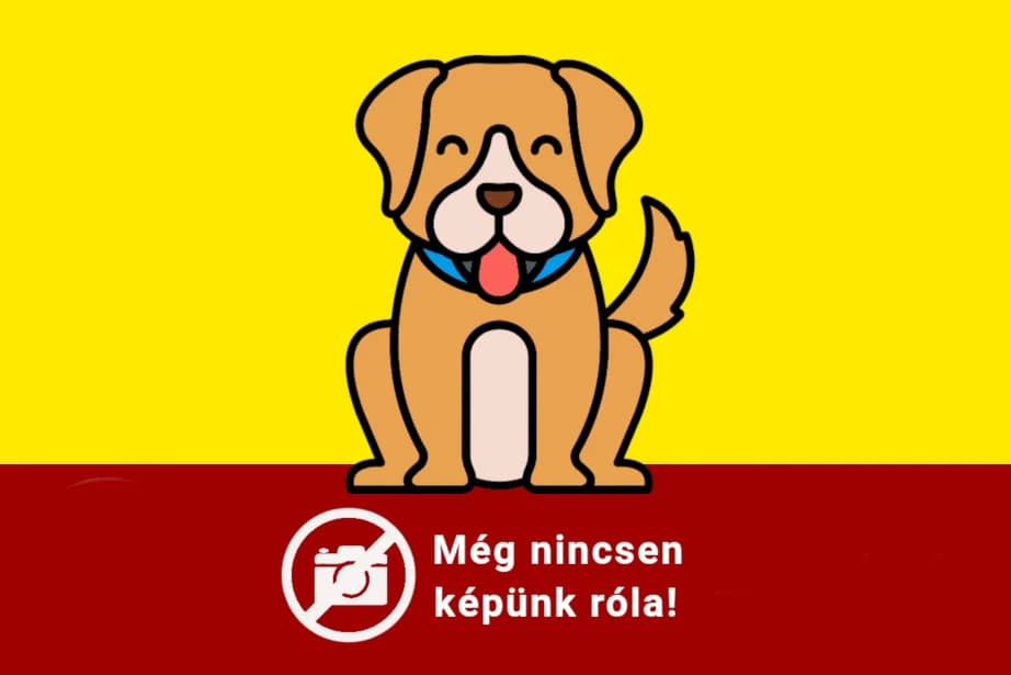 Töpörtyű,  Mixed Breed for adoption at Bogáncs Kutya- és Kisállatotthon Alapítvány