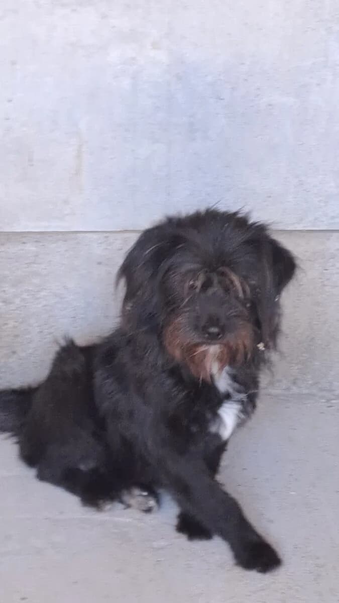 Zenith,  Mixed Breed for adoption at Bogáncs Kutya- és Kisállatotthon Alapítvány