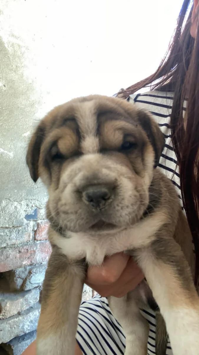 Susan kölyke,  Mixed Breed for adoption at Bogáncs Kutya- és Kisállatotthon Alapítvány
