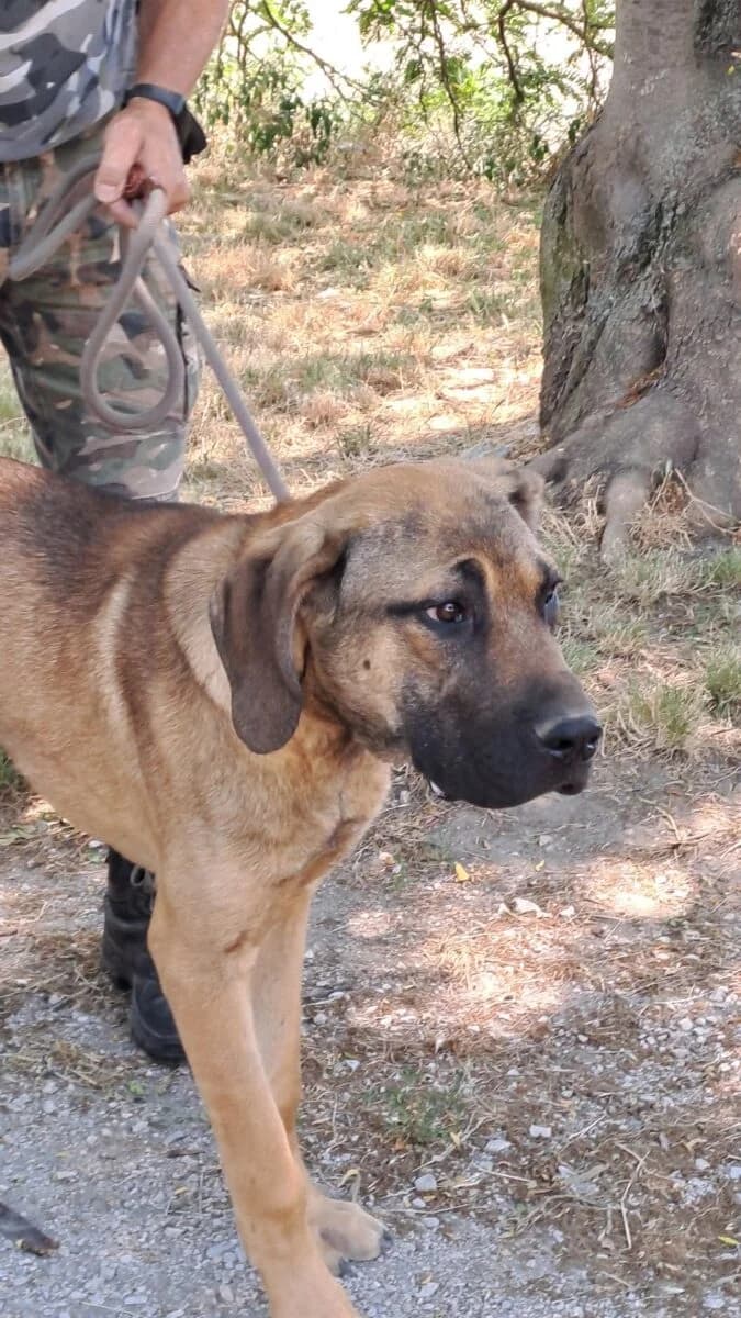 Carlos 112/2026,  Mixed Breed for adoption at Bogáncs Kutya- és Kisállatotthon Alapítvány