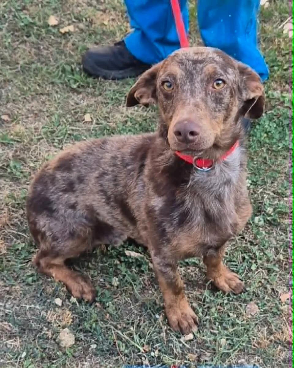 Bill,  Mixed Breed for adoption at Bogáncs Kutya- és Kisállatotthon Alapítvány