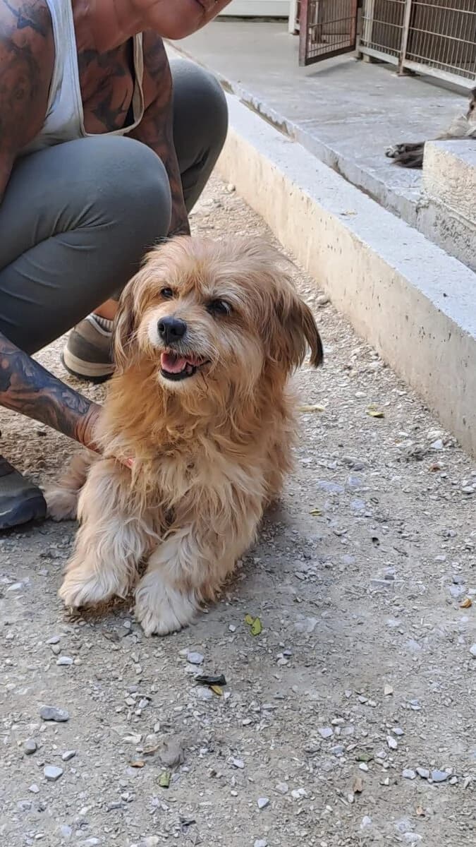 Chantal,  Mixed Breed for adoption at Bogáncs Kutya- és Kisállatotthon Alapítvány