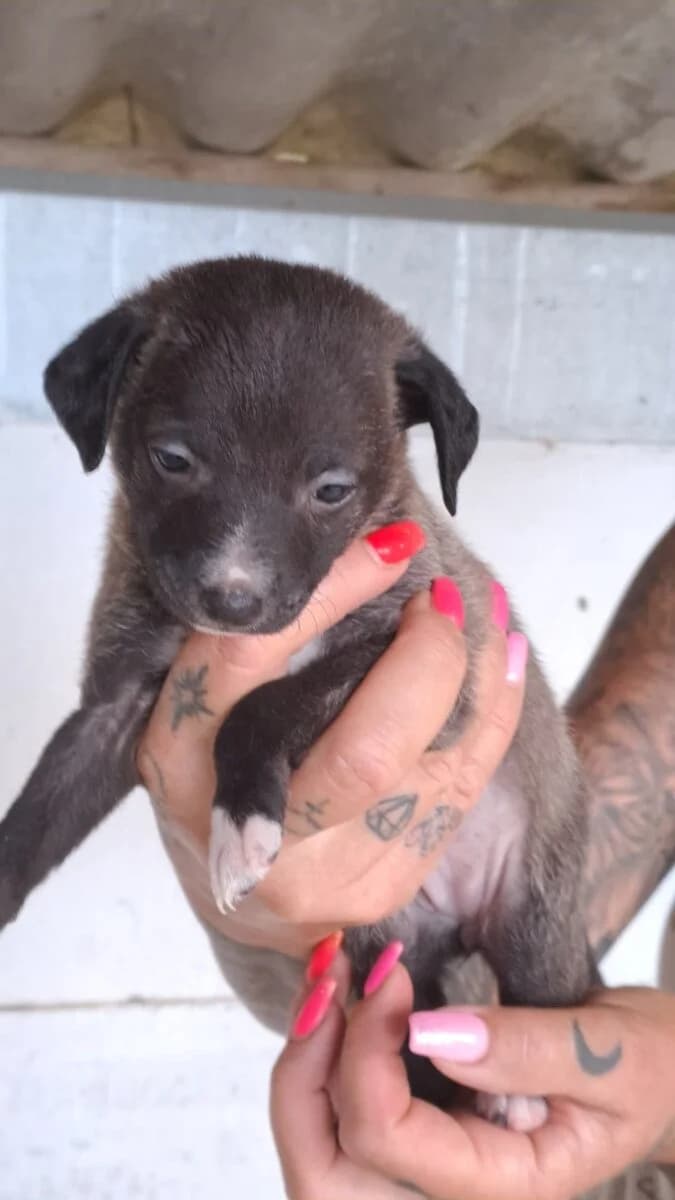 Noisy kislány 1,  Mixed Breed for adoption at Bogáncs Kutya- és Kisállatotthon Alapítvány