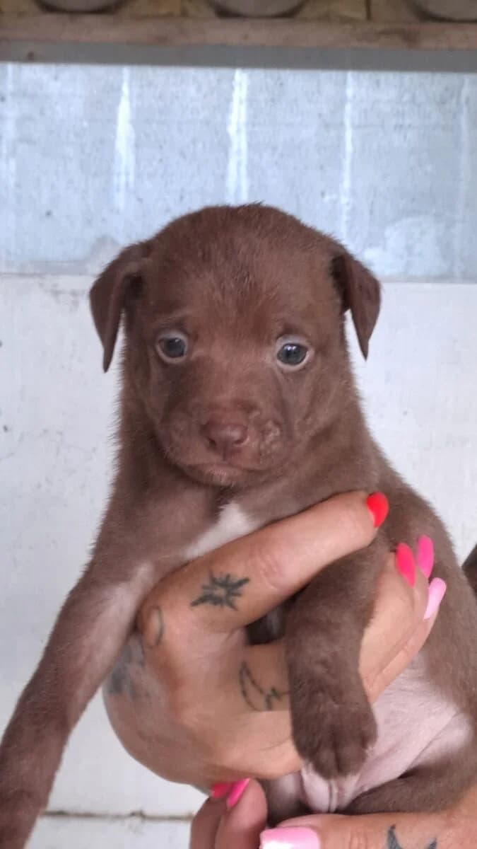 Noisy kisfiú 1,  Mixed Breed for adoption at Bogáncs Kutya- és Kisállatotthon Alapítvány