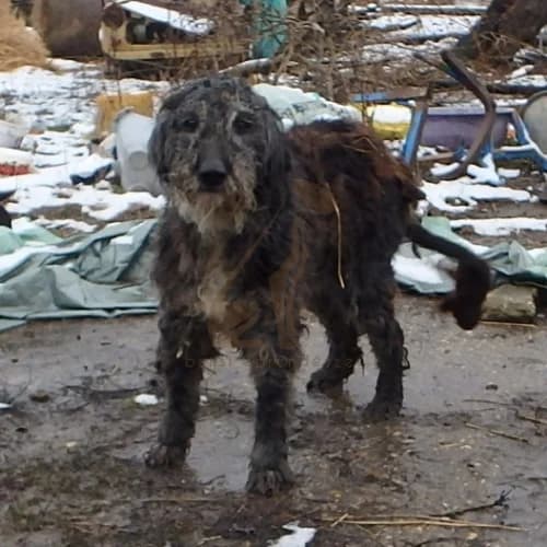 Zápor, male 3yo Mixed Breed for adoption at Buksi Ebrendészet
