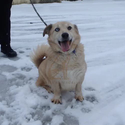 Morzsi, female 3yo Mixed Breed for adoption at Buksi Ebrendészet