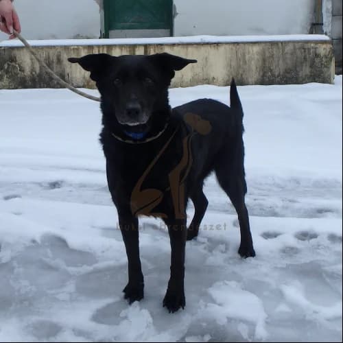 Diána, female 3yo Mixed Breed for adoption at Buksi Ebrendészet