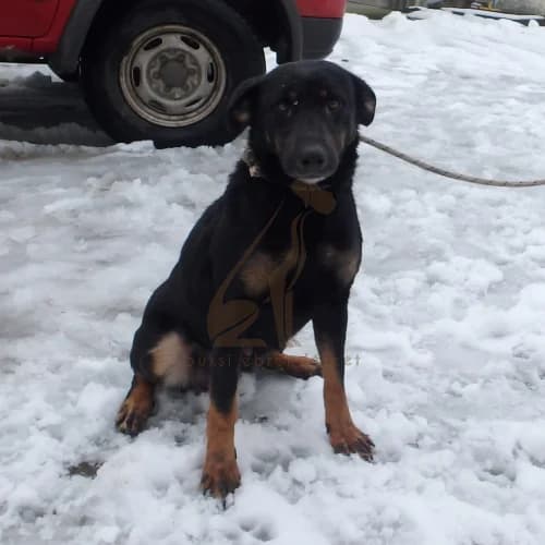 Dóri, female 3yo Mixed Breed for adoption at Buksi Ebrendészet