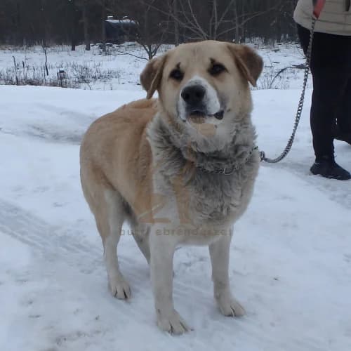 Roli, male 3yo Mixed Breed for adoption at Buksi Ebrendészet